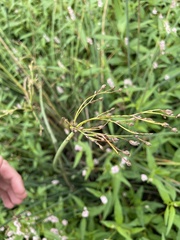 Schoenoplectus tabernaemontani