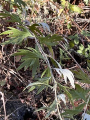 Artemisia douglasiana