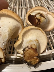 Hydnum washingtonianum