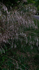 Bromus tectorum