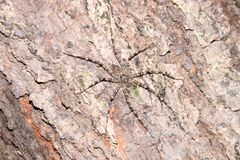 Syntrechalea