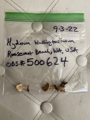 Hydnum washingtonianum