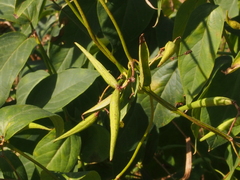 Vincetoxicum rossicum