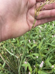 Schoenoplectus tabernaemontani