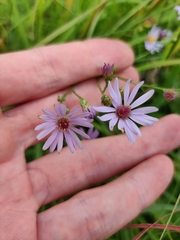 Symphyotrichum oolentangiense
