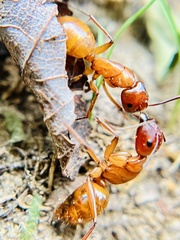 Camponotus castaneus