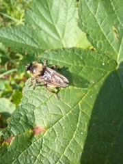Laphria