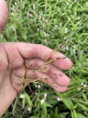 Schoenoplectus tabernaemontani