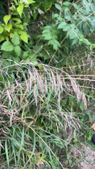 Bromus inermis