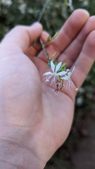 Oenothera