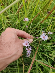 Symphyotrichum oolentangiense