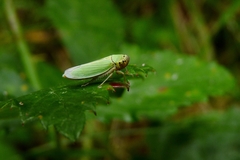 Cicadella viridis