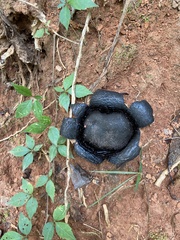 Scleroderma polyrhizum