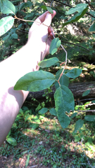 Elaeagnaceae
