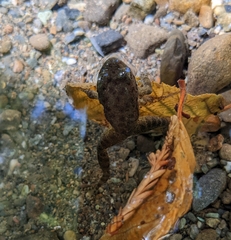 Rana boylii