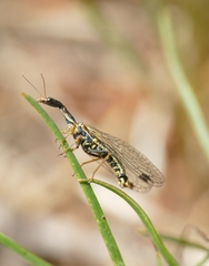 Raphidia ophiopsis