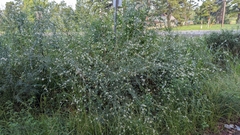 Oenothera