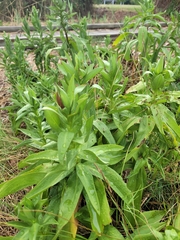Solidago sempervirens