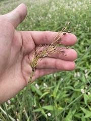 Schoenoplectus tabernaemontani