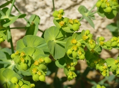 Euphorbia serrata
