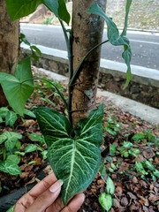 Syngonium podophyllum