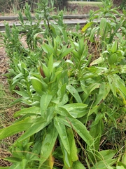 Solidago sempervirens