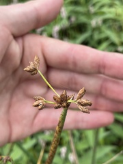 Schoenoplectus acutus