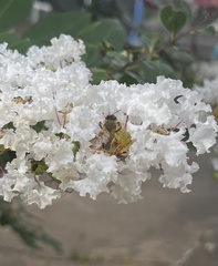 Apis mellifera