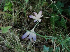 Colchicum lusitanum