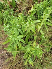 Solidago sempervirens