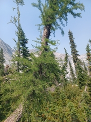 Larix lyallii