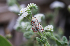 Utetheisa pulchella