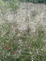Agrostis scabra