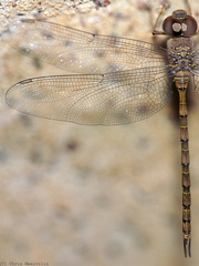 Gynacantha nourlangie