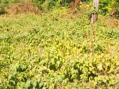 Vincetoxicum rossicum