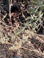 Artemisia douglasiana
