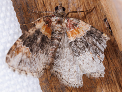 Xanthorhoe ferrugata