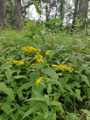 Solidago ulmifolia