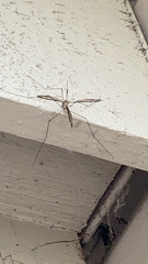 Tipula furca