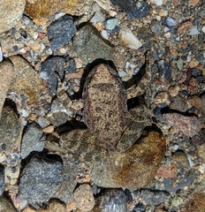 Rana boylii