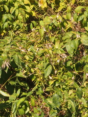 Vincetoxicum rossicum