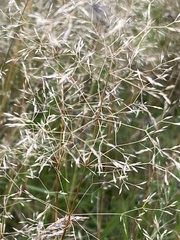 Agrostis scabra