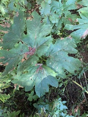 Heracleum maximum