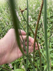 Schoenoplectus acutus