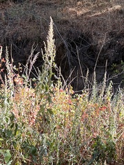 Artemisia douglasiana