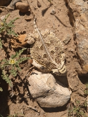 Phrynosoma cornutum