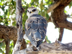 Elanus caeruleus caeruleus