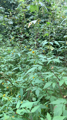 Bidens frondosa