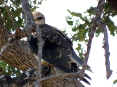 Elanus caeruleus caeruleus