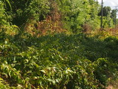 Vincetoxicum rossicum